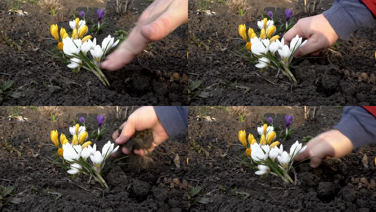 男人在春天的晴天在城市花坛上种花。白色、黄色和紫色番红花。特写。4 k.25 fps。
