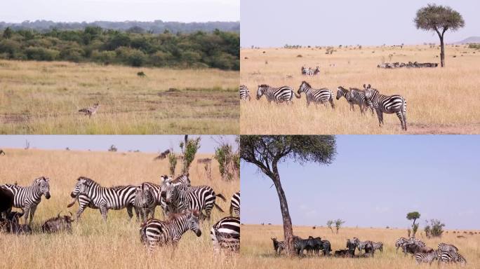 一头大象在吃草 一群斑马在玩耍 一只老虎盯着前方