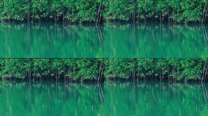 水的绿色表面和红树林的根部产生涟漪