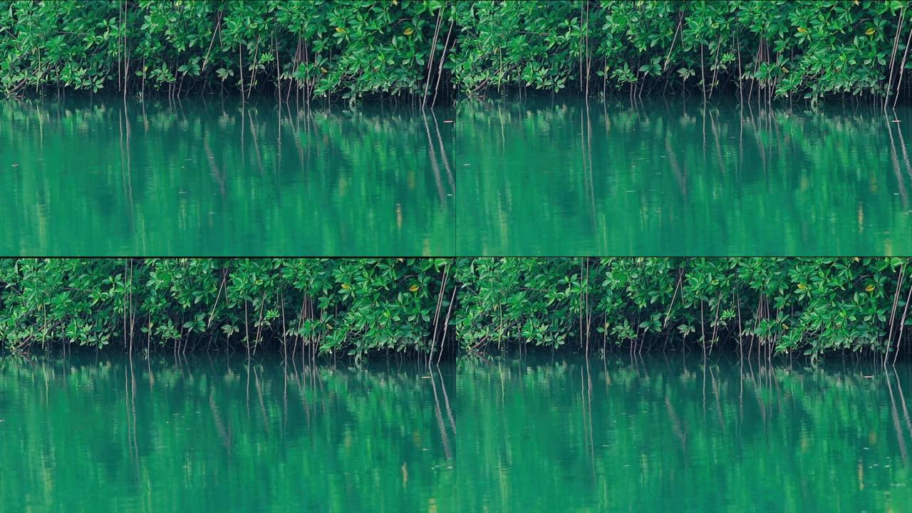水的绿色表面和红树林的根部产生涟漪