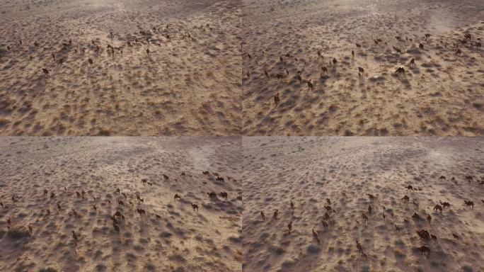 戈壁滩 骆驼群  驼群 驼羔 牧业