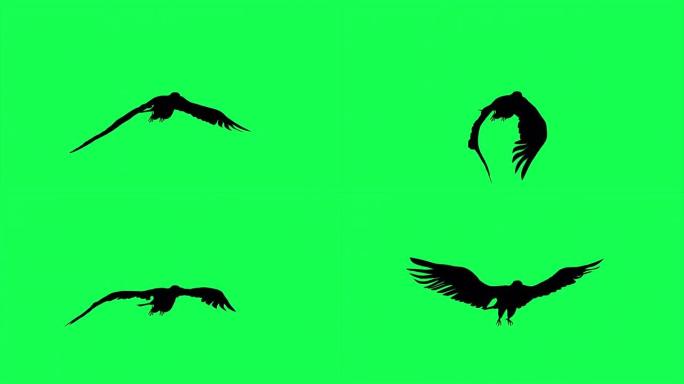 猎鹰滑行和拍打的3d动画剪影在绿色屏幕上隔离