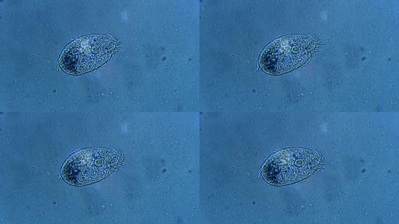 纤毛微生物生物观察进化史细胞动物显微镜