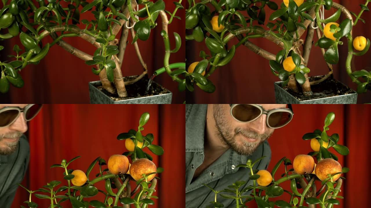 男人在家里种杏子。自产食品。