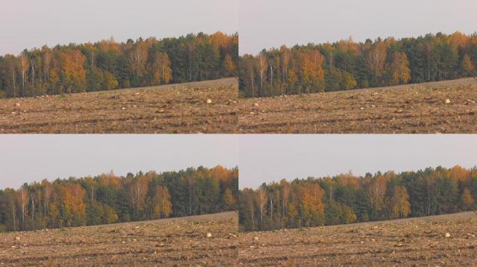 收获后的田野。在远处，可以看到秋天的森林。收获后的农业领域: 土壤，地面和土地特写