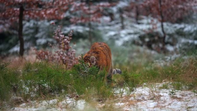 冬季森林中的西伯利亚虎 (Panthera tigris altaica) 的雌性。野外的大猫在它的