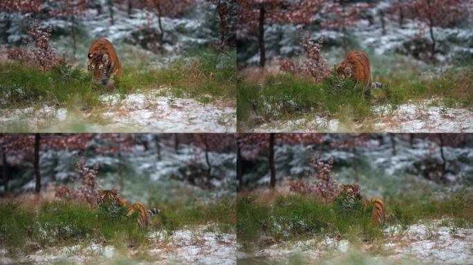 冬季森林中的西伯利亚虎 (Panthera tigris altaica) 的雌性。野外的大猫在它的
