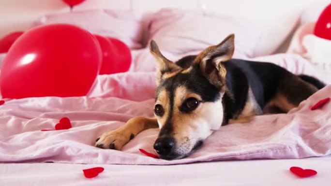 可爱的混血狗躺在情人节装饰的床上