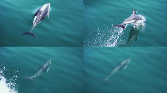 昏暗的海豚突破巴塔哥尼亚海的平静表面