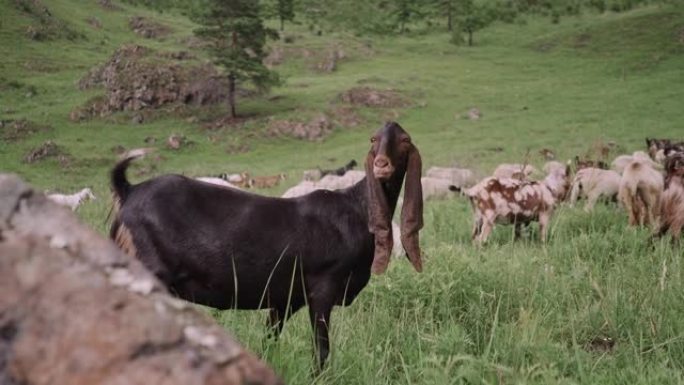 阿尔泰山区草地上长垂耳的血统山羊吃草