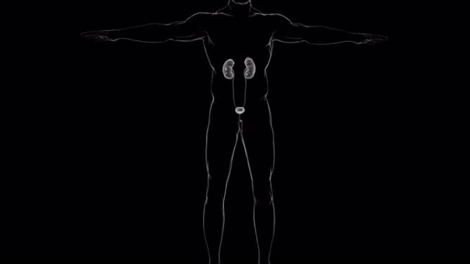 人体泌尿系统肾脏解剖医学概念3D