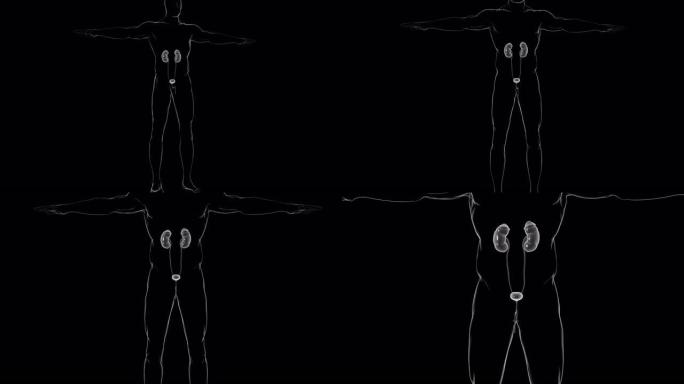 人体泌尿系统肾脏解剖医学概念3D