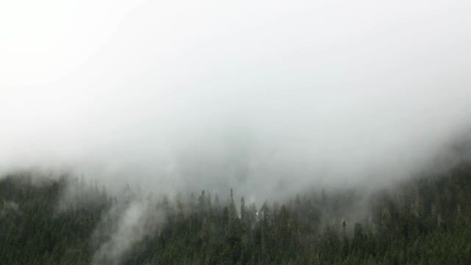 雾云消散水分太平洋西北华盛顿州美国常绿森林时间流逝