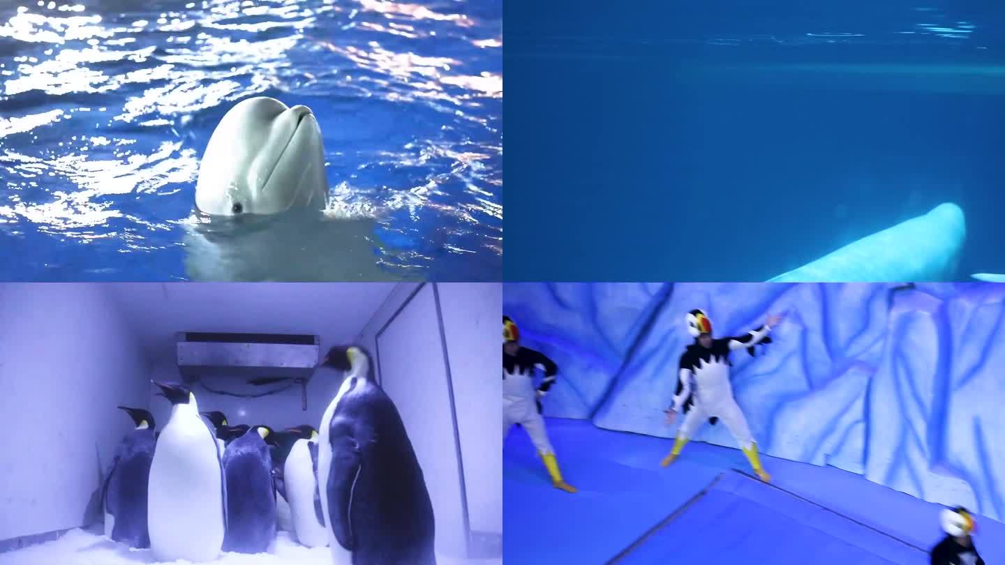 两头白鲸在水中游泳 一头白鲸在水中游泳 动物园里的一群企鹅
