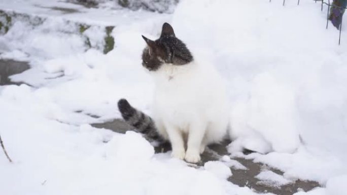 白灰猫在外面的冬天在雪地上舔自己，冬天在村子里，很多雪