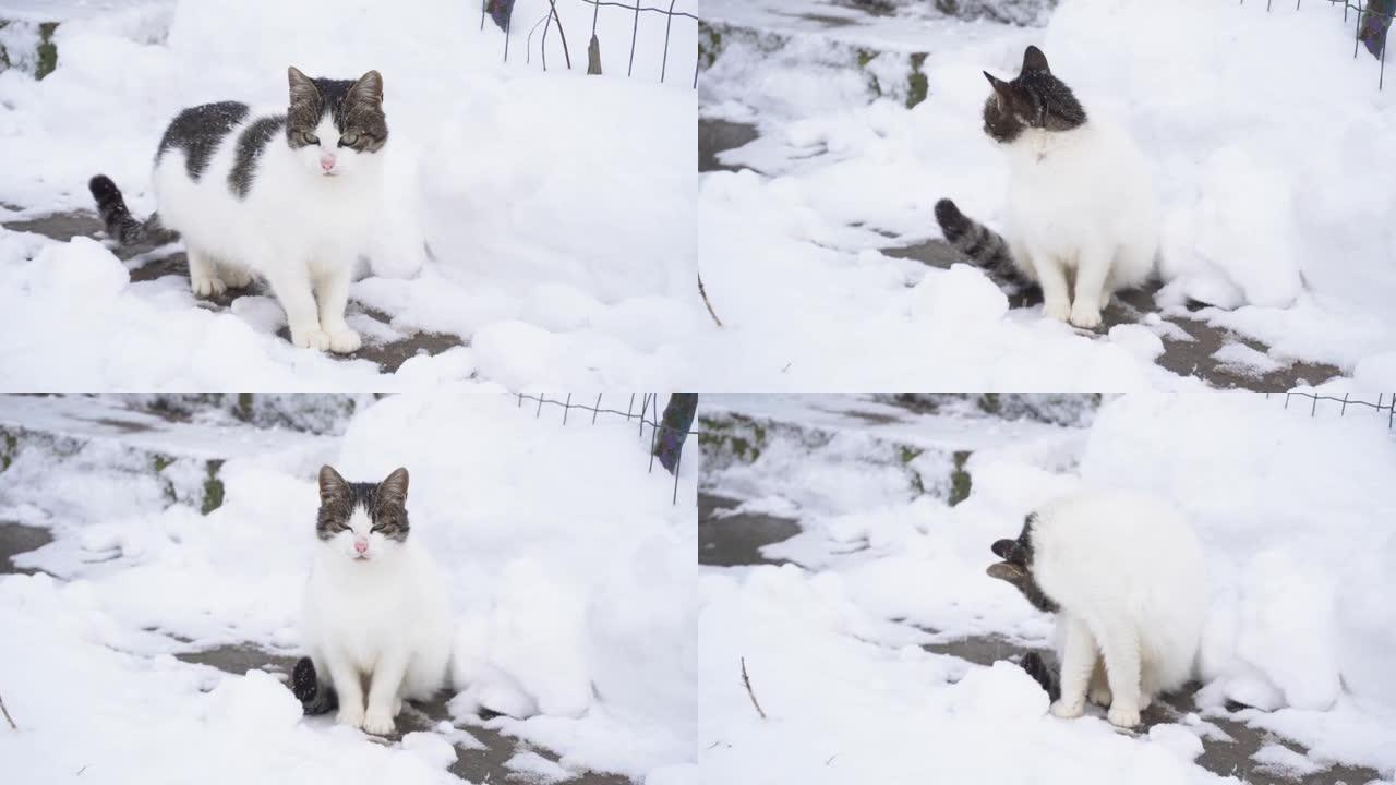 白灰猫在外面的冬天在雪地上舔自己，冬天在村子里，很多雪
