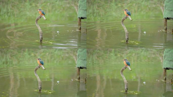 慢动作电影的场景鸟翠鸟 (Alcedo atthis) 站在池塘中间的树枝上，机敏地环顾四周，摇头和