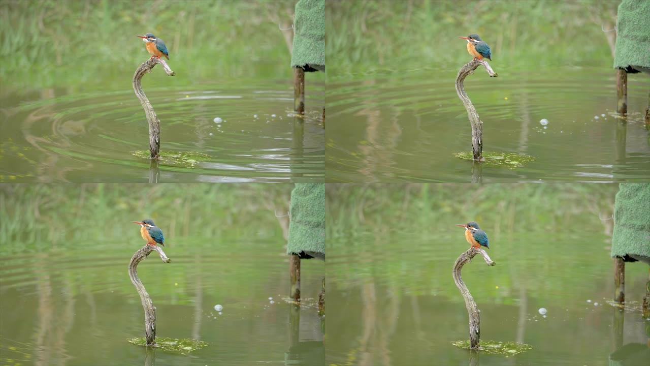 慢动作电影的场景鸟翠鸟 (Alcedo atthis) 站在池塘中间的树枝上，机敏地环顾四周，摇头和