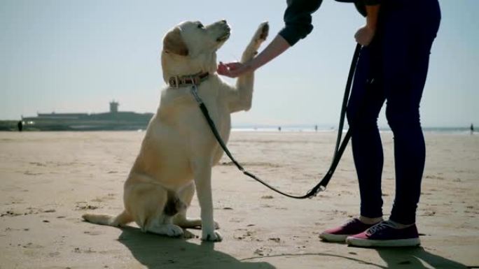 年轻女子在沙滩上爱抚狗的短拍。