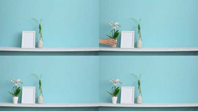 带相框模型的现代房间装饰。白色架子靠在柔和的绿松石墙上，在水中有蜘蛛植物插条，用手放下兰花。