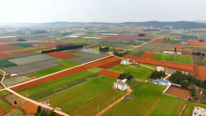 云南红土地平原农场麦田近景 特写