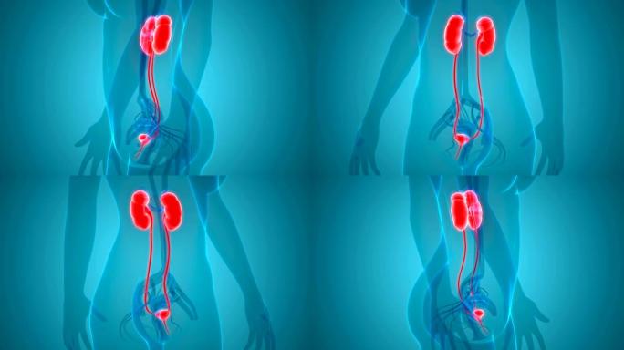 女性泌尿系统肾脏膀胱解剖