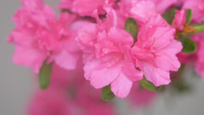 夏花系列，微粉杜鹃丛开花，花需要保持湿润，所以用喷雾器喷水，4k电影，慢动作。