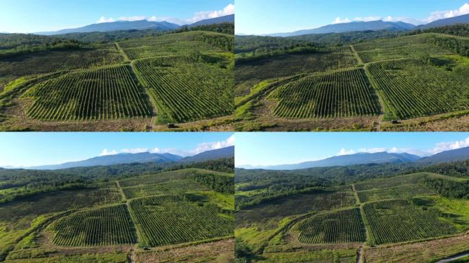 在群山之间的大葡萄园田地的空中拍摄。乡村文化领域的美丽镜头，用于生产葡萄酒。格鲁吉亚，阿布哈兹，总体