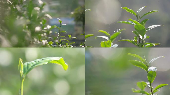 明前茶 茶园茶叶 茶叶特写 绿芽 绿茶