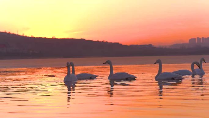 唯美朝阳下的天鹅在湖中戏水