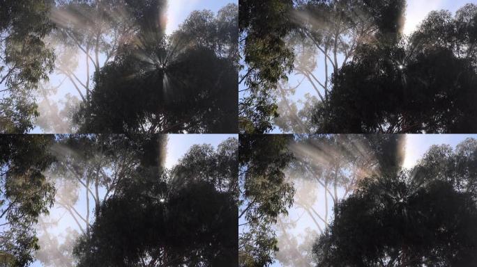 阳光树射线与吹雾