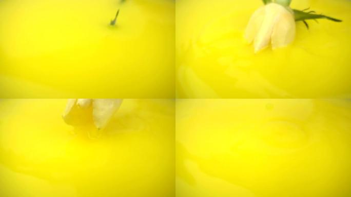 慢动作黄色油漆上的白玫瑰微距摄影。白玫瑰从黄色油漆中抽出。