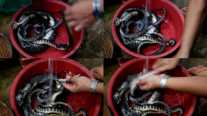 在西贡郊区的一所房屋中出售带有蛇的碗