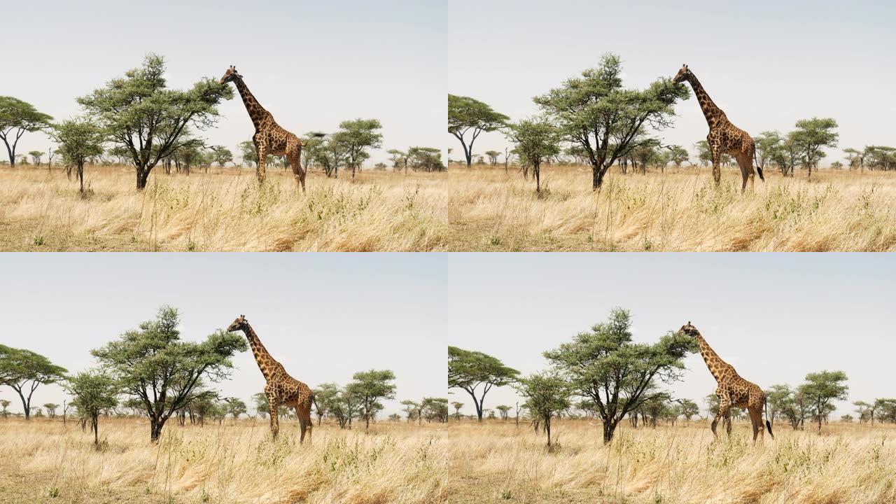 在塞伦盖蒂的一棵相思树上觅食的长颈鹿的广阔视野