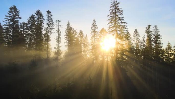 喜怒无常的云杉森林中的深绿色松树，日出光线穿过雾蒙蒙的秋天山脉的树枝。