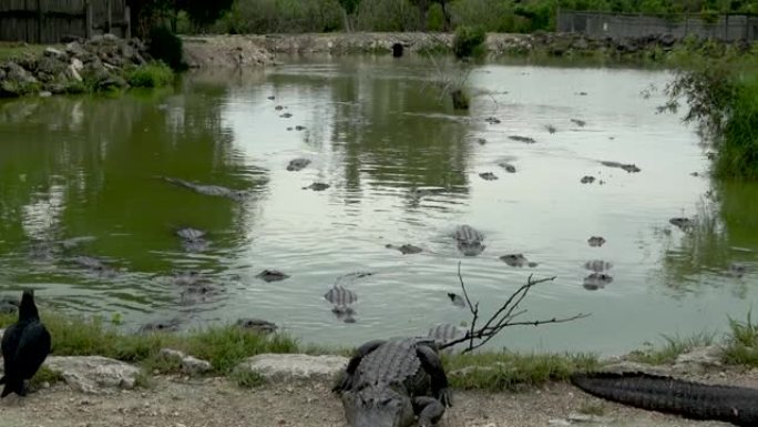 几只鳄鱼向摄像机游去。鳄鱼是从水里出来的。