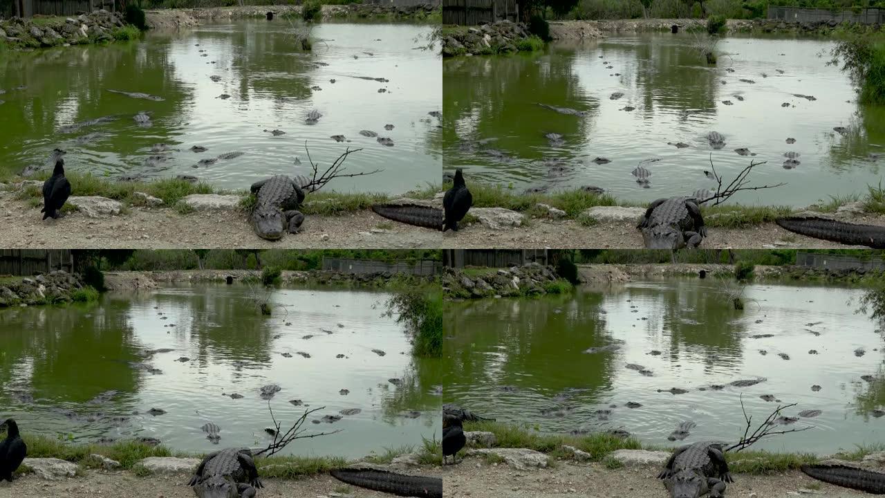几只鳄鱼向摄像机游去。鳄鱼是从水里出来的。