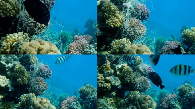 垂悬在珊瑚上的钓鱼线。丢失的钓鱼线挂在珊瑚礁的水下。幽灵渔具的问题 -- 任何被遗弃、丢失或以其他方