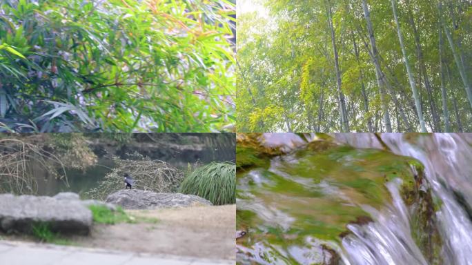 杭州植物园公园春天户外美景风景视频素材4