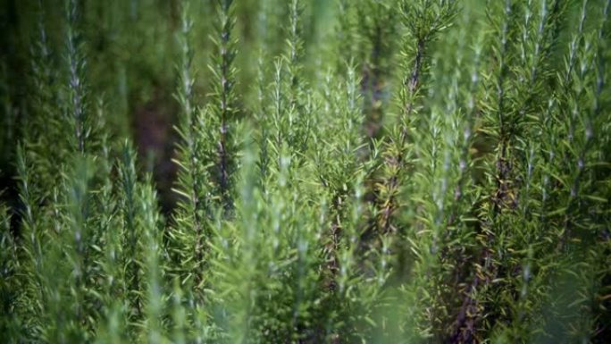 多莉镜头: 室外花园里生长新鲜的迷迭香绿色药草。Doof 4k 2160p，