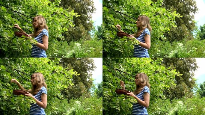 夏季，年轻的草药医生在公园里采摘新鲜的菩提树花。4K