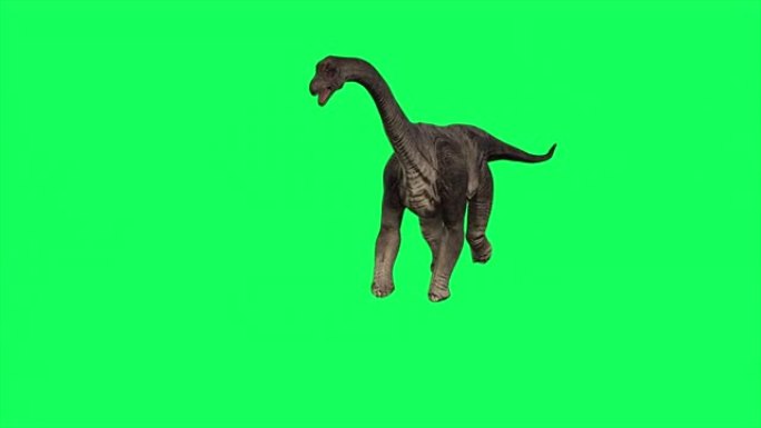 4k动画-在绿屏背景下行走的腕龙。侏罗纪世界恐龙