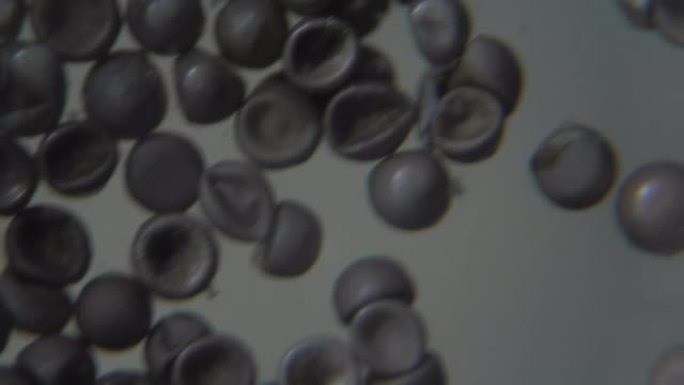 显微镜下的盐水虾卵。微观世界。卤虫卵。卤水虾繁殖。特写。