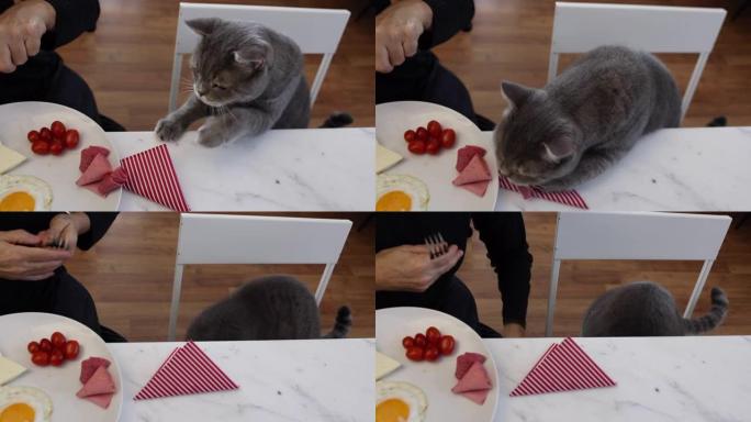 小偷猫和它的主人坐在大理石餐桌旁。早餐包括香肠、意大利腊肠、羊角面包、番茄、茶和橙汁。英国分类毛猫