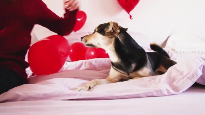 可爱的混血狗躺在情人节装饰的床上