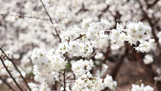 樱花 樱桃花 春季 三月 实拍素材