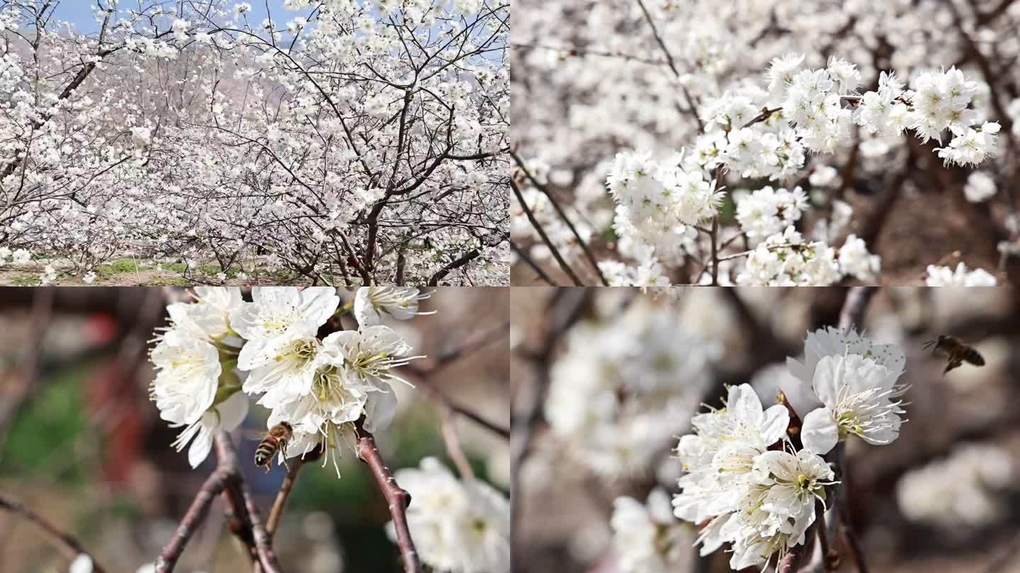 樱花 樱桃花 春季 三月 实拍素材