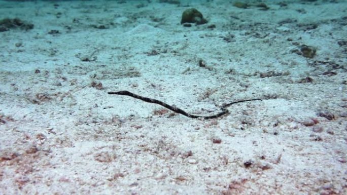 泰国海底的棕色管道鱼 (Halicampus mataafae)