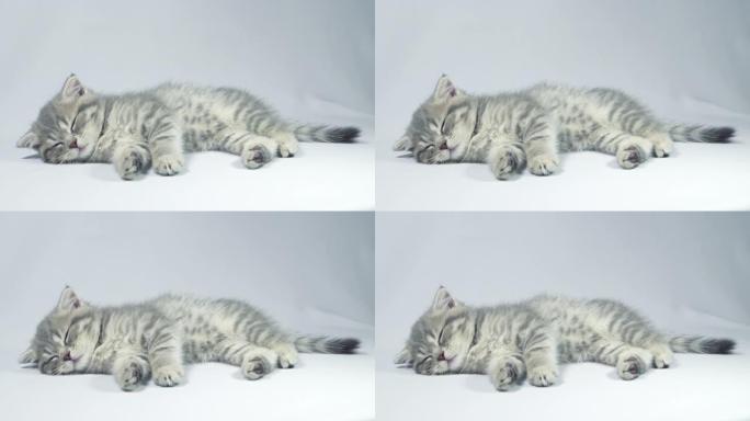 有趣的小灰色折叠苏格兰小猫小猫在白色背景上玩耍。