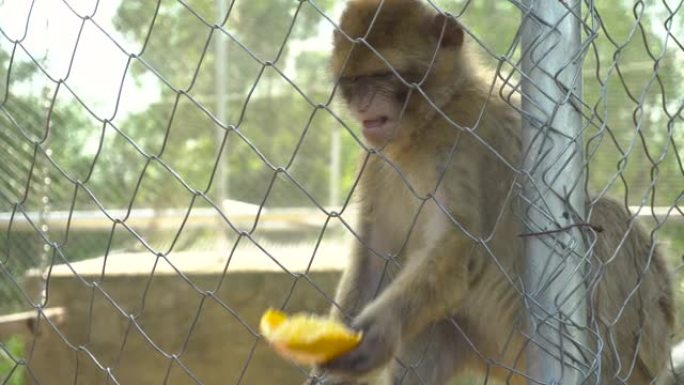 猴子从一个男人手里拿了一个橘子。猴子坐在笼子里。出于意志的动物。